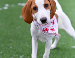 Thak You for Supporting Our Valentines Card Fundraiser